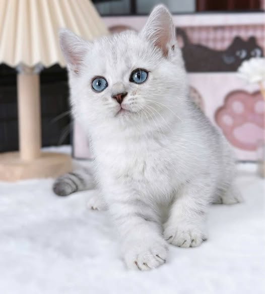 British Shorthair
