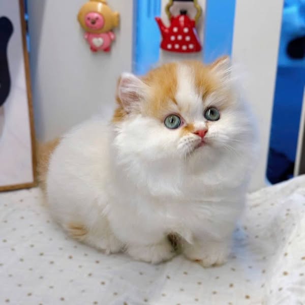 Munchkin Longhair