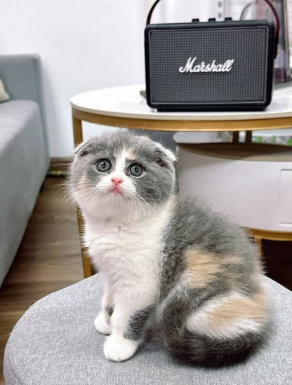 Scottish Fold