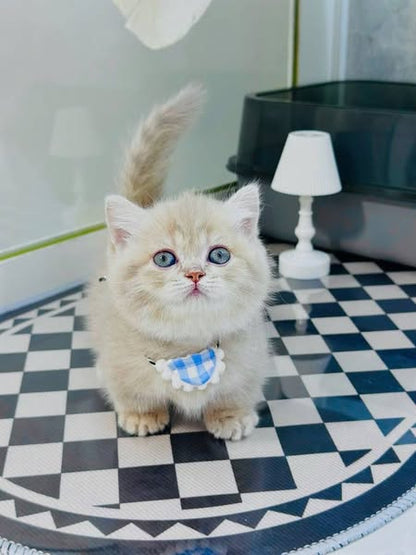 Munchkin