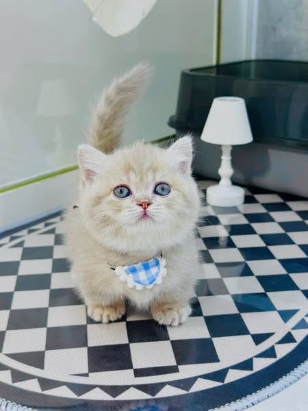 Munchkin