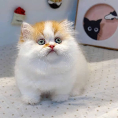 Munchkin Longhair