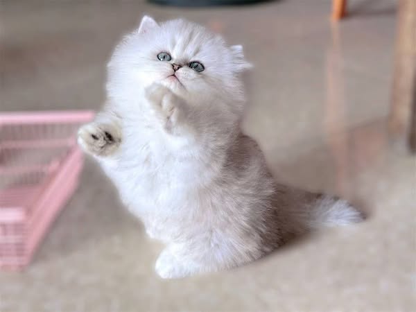 Munchkin Longhair