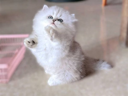Munchkin Longhair