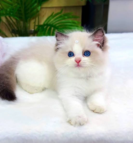 Ragdoll