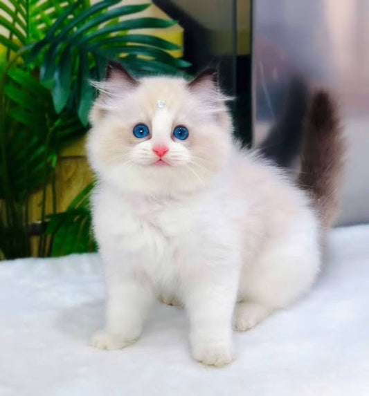 Ragdoll