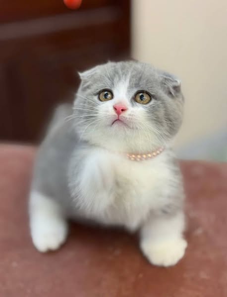 Munchkin Fold