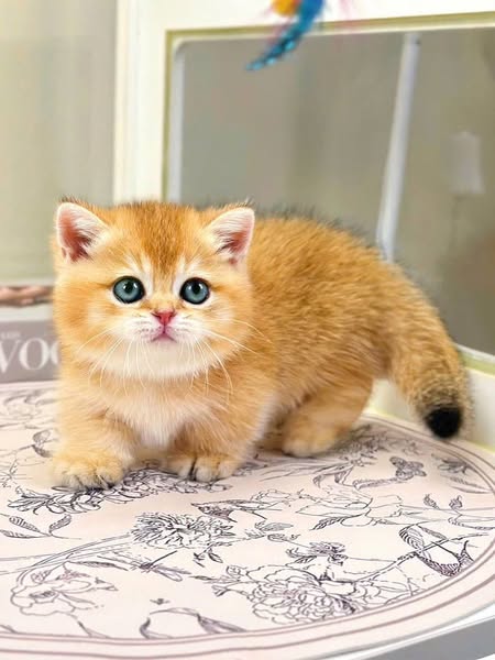 Munchkin