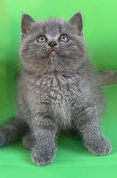 British Shorthair