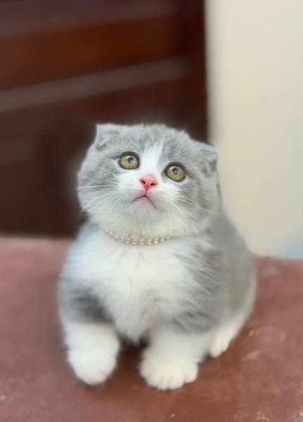 Munchkin Fold