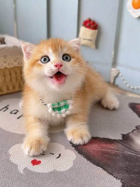 Scottish Fold