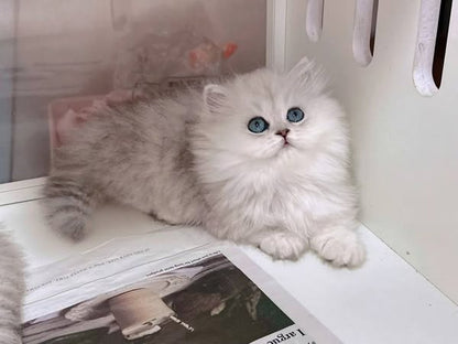 Munchkin Longhair
