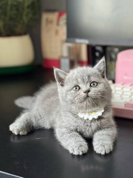 British Shorthair