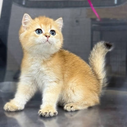British Shorthair