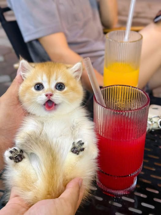Munchkin