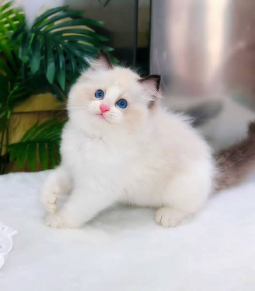 Ragdoll