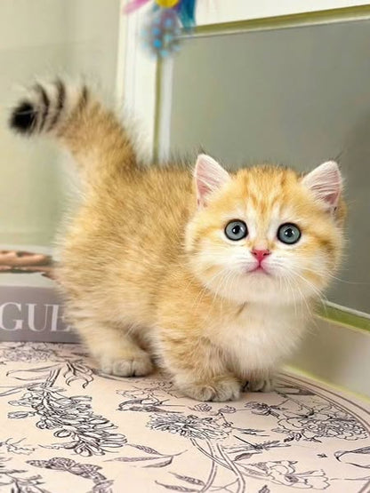 Munchkin