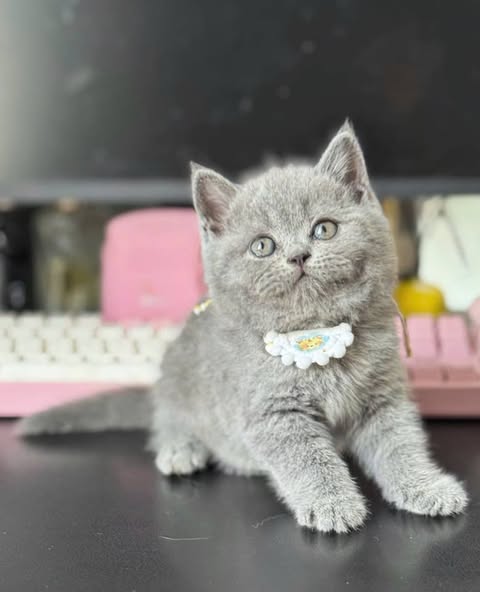 British Shorthair