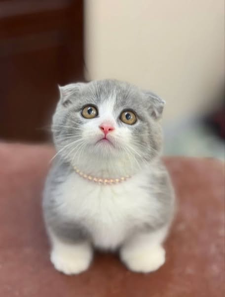 Munchkin Fold