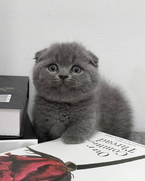 Munchkin Fold