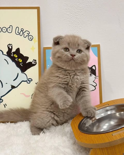 Scottish Fold