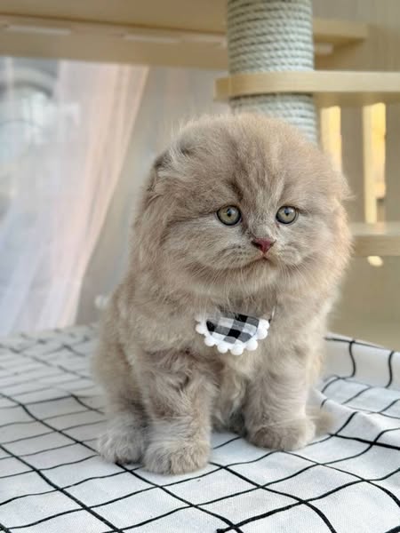 Scottish Fold Longhair