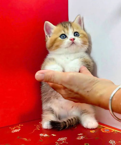 Munchkin