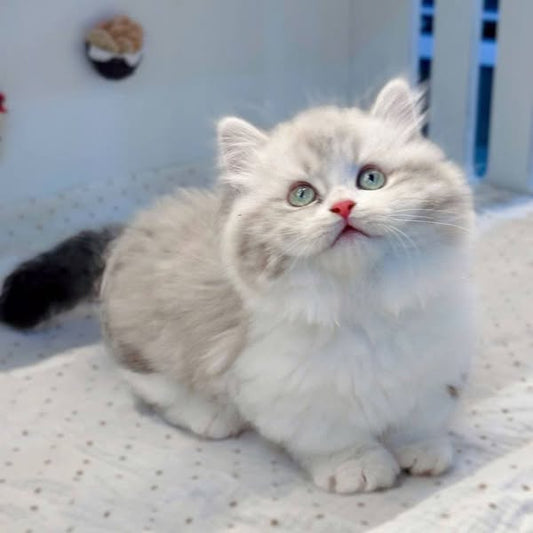 Munchkin Longhair