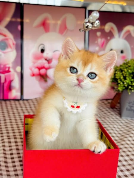 British Shorthair