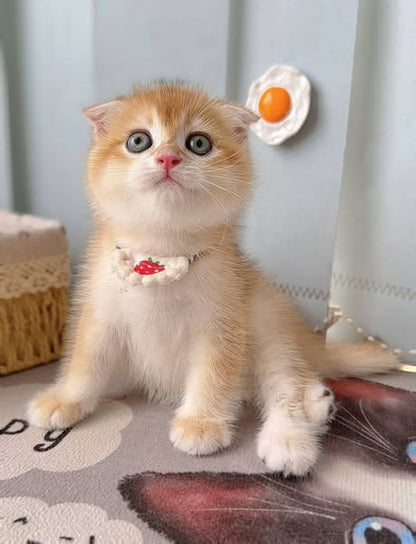 Scottish Fold