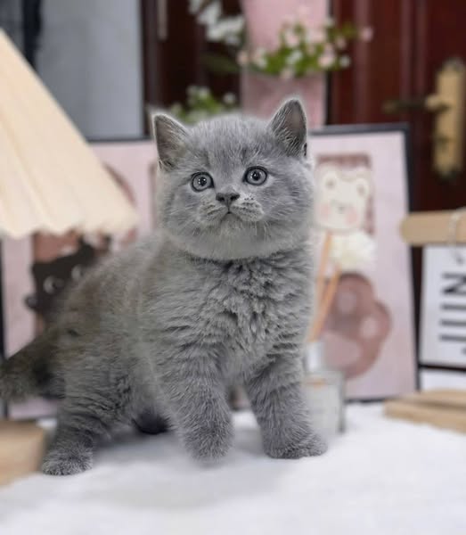 British Shorthair