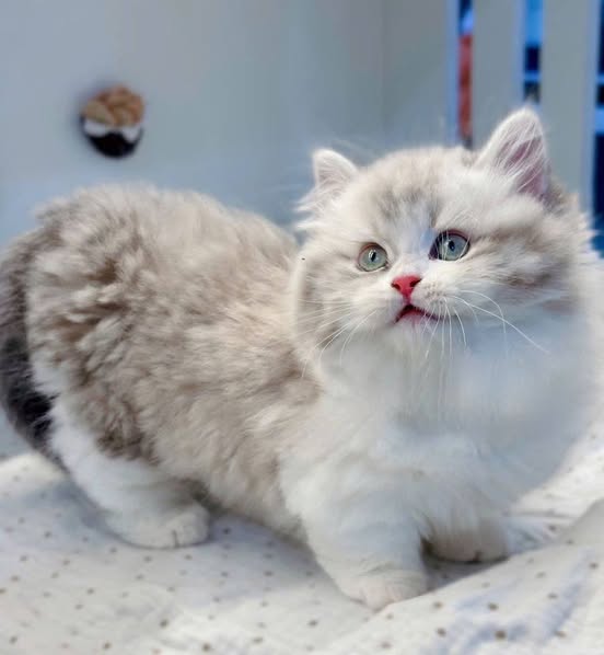 Munchkin Longhair