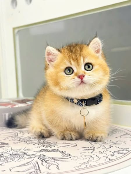 Munchkin