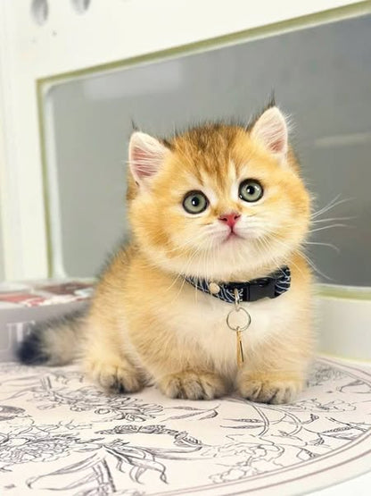 Munchkin