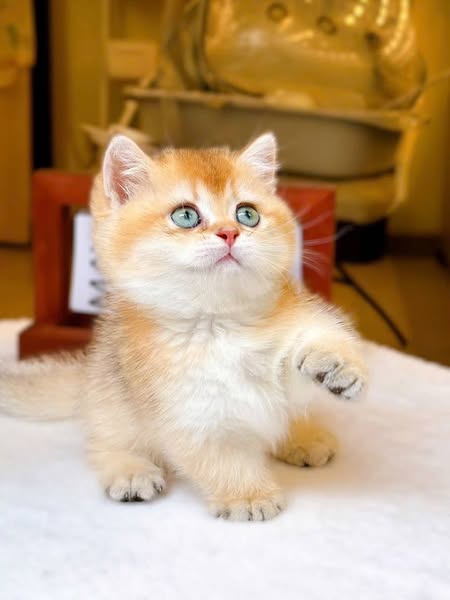 Munchkin