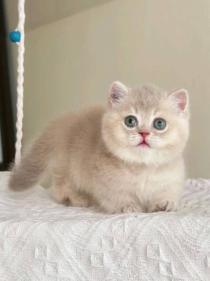 Munchkin