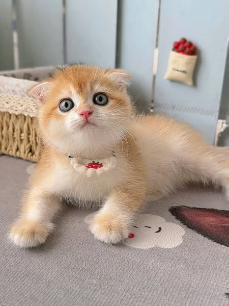Scottish Fold