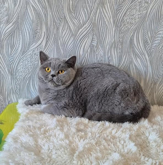 British Shorthair
