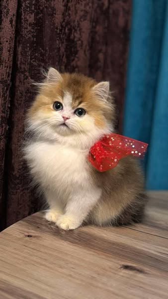 British Longhair