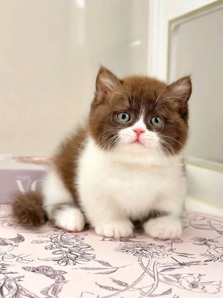 Munchkin
