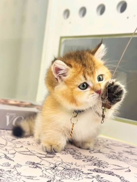 Munchkin