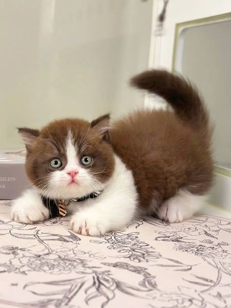 Munchkin