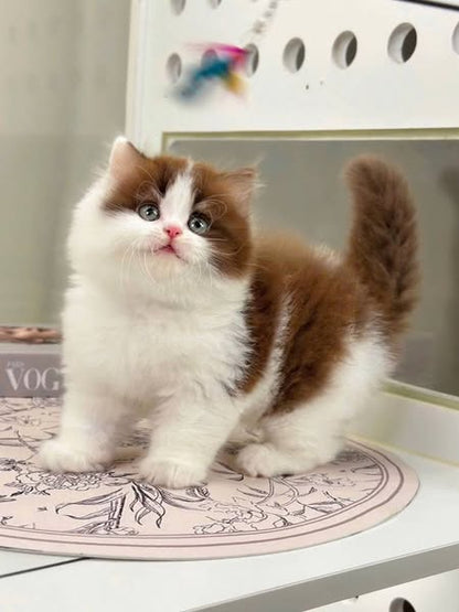 British Longhair