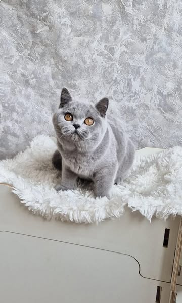 British Shorthair