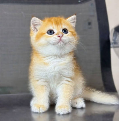Munchkin