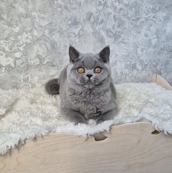 British Shorthair