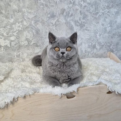 British Shorthair