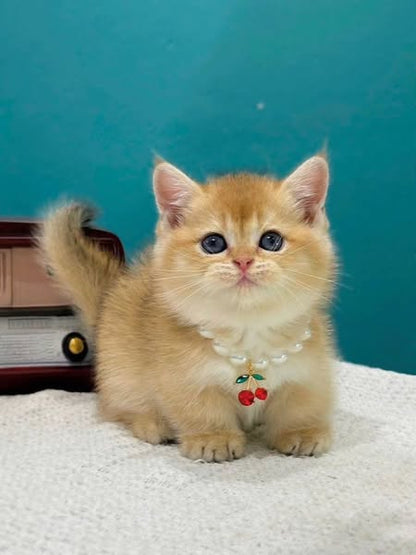Munchkin