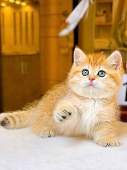 Munchkin