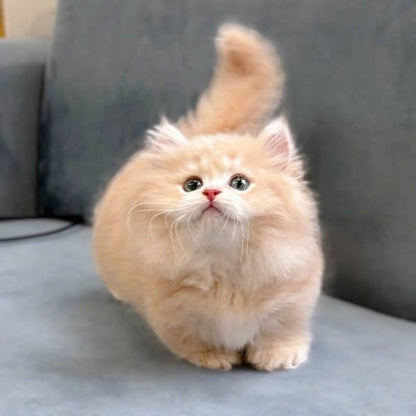 Munchkin Longhair